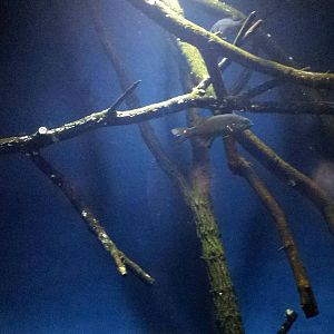 Living Coast - Bluegill + Largemouth Bass + Smallmouth Bass Tank