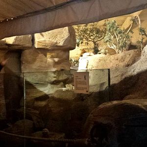 Fragile Kingdom - Fragile Desert - Meerkat Exhibit