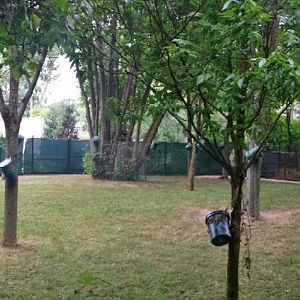 Habitat Africa! - The Forest - Okapi Exhibit