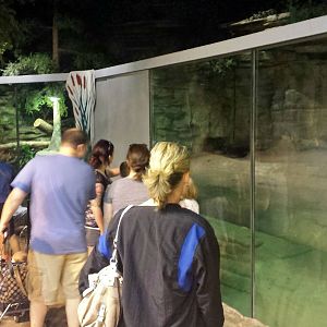 The Swamp - Otter + Snapping Turtle Exhibits