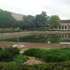 American White Pelican Exhibit