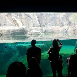 Great Bear Wilderness - Polar Bear Underwater Viewing