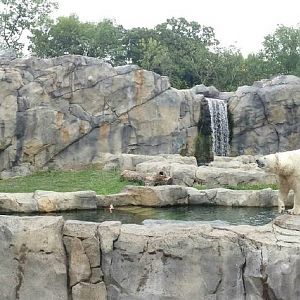 Great Bear Wilderness - Second Polar Bear Exhibit