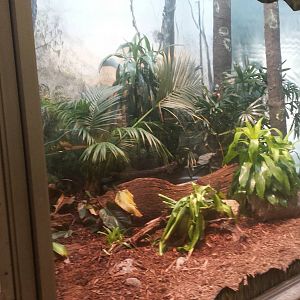 Reptiles + Birds - Reticulated Python Exhibit