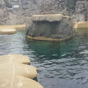 Pinniped Point - California Sea Lion Exhibit
