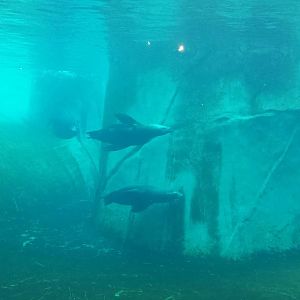 Pinniped Point - California Sea Lion Underwater Viewing