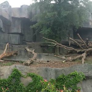 Fragile Kingdom - Big Cats - Sloth Bear Exhibit