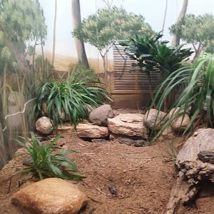 Reptiles + Birds - Sonoran Desert Toad Exhibit