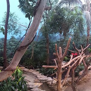 Reptiles + Birds - Walk-through Atrium