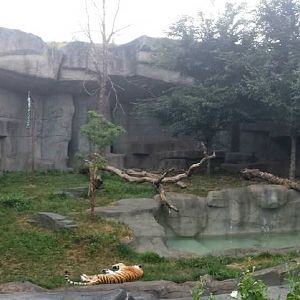 Fragile Kingdom - Big Cats - Amur Tiger Exhibit