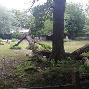 Habitat Africa! - The Savanna - Defassa Waterbuck + Ostrich + Red River Hog