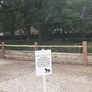 Temporary African Wild Dog Exhibit Viewing