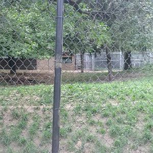 Temporary African Wild Dog Exhibit