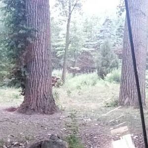 Wolf Woods - Mexican Grey Wolf Exhibit - Glass Viewing