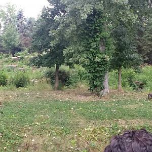 Wolf Woods - Mexican Grey Wolf Exhibit - Right Viewing