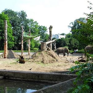 Paddock of Elephas maximus