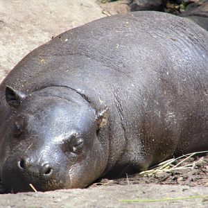 Hexaprotodon liberiensis