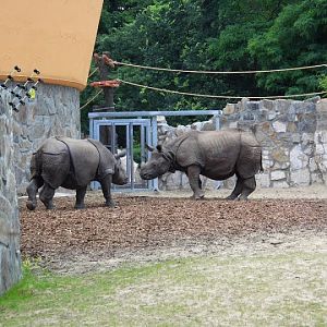 Rhinoceros unicornis