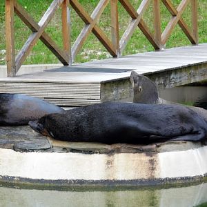 Arctocephalus pusillus