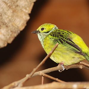 Silver-throated Tanager (Tangara icterocephala)