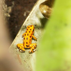 Strawberry Poison Frog (Oophaga pumilio)