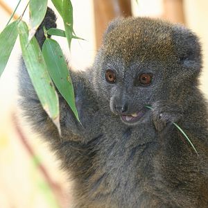 Alaotran Gentle Lemur (Hapalemur alaotrensis)