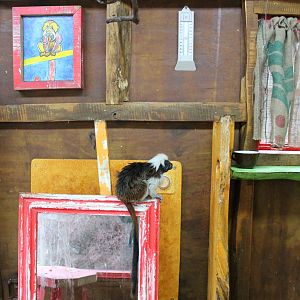 cottontop tamarin inside the doll-house enclosure