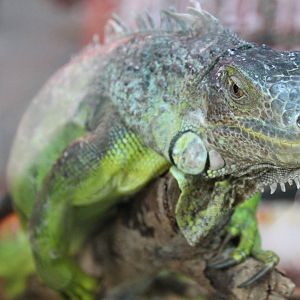 green iguana (Iguana iguana)