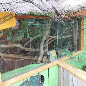 enclosure for green iguana (Iguana iguana)