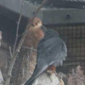 Pair of Red-footed falcons