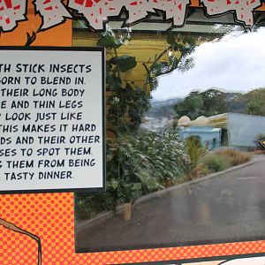 Hero HQ, tank for Goliath Stick Insects (Eurycnema goliath)