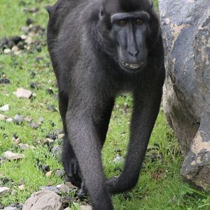 Celebes macaque