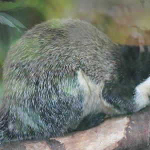 Sri Lanka giant squirrel