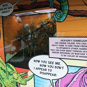 Hero HQ, tank for Jacksons chameleon (Trioceros jacksonii)