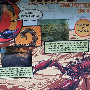 Hero HQ, tanks for Rainforest Scorpions (Liocheles waigiensis)