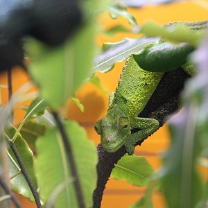 Hero HQ, Jacksons chameleon (Trioceros jacksonii)