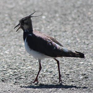 Lapwing
