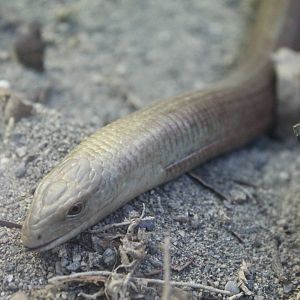 Hero HQ, Scheltopusik (Pseudopus apodus)