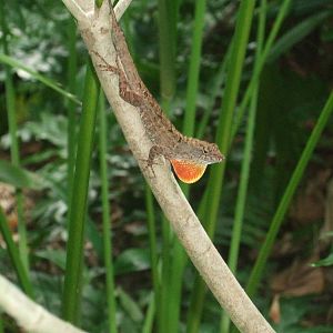 Brown Anole (Anolis sagrei)