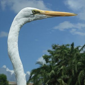Great Egret (Ardea alba)