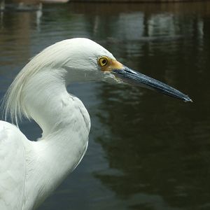 Snowy Egret (Egretta thula)