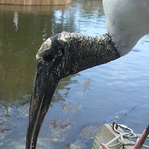 Wood Stork (Mycteria americana)