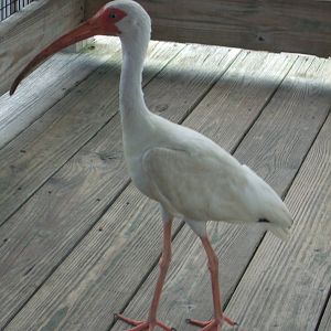 American White Ibis (Eudocimus albus)