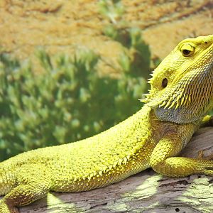 Inland bearded dragon (Pogona vitticeps)