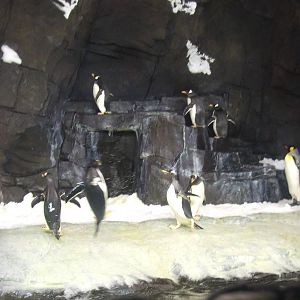 Antarctica: Empire of the penguin