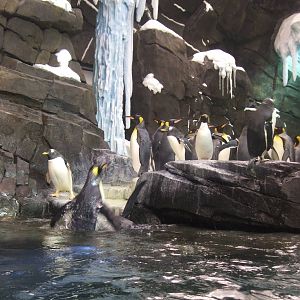 Antarctica: Empire of the penguin