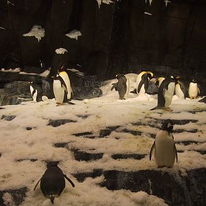 Antarctica: Empire of the penguin