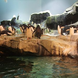 Antarctica: Empire of the penguin