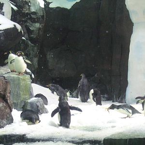 Antarctica: Empire of the penguin