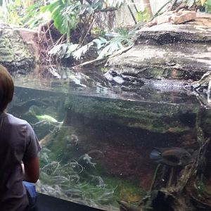 Amazon Rising - Polka-dot Catfish Exhibit